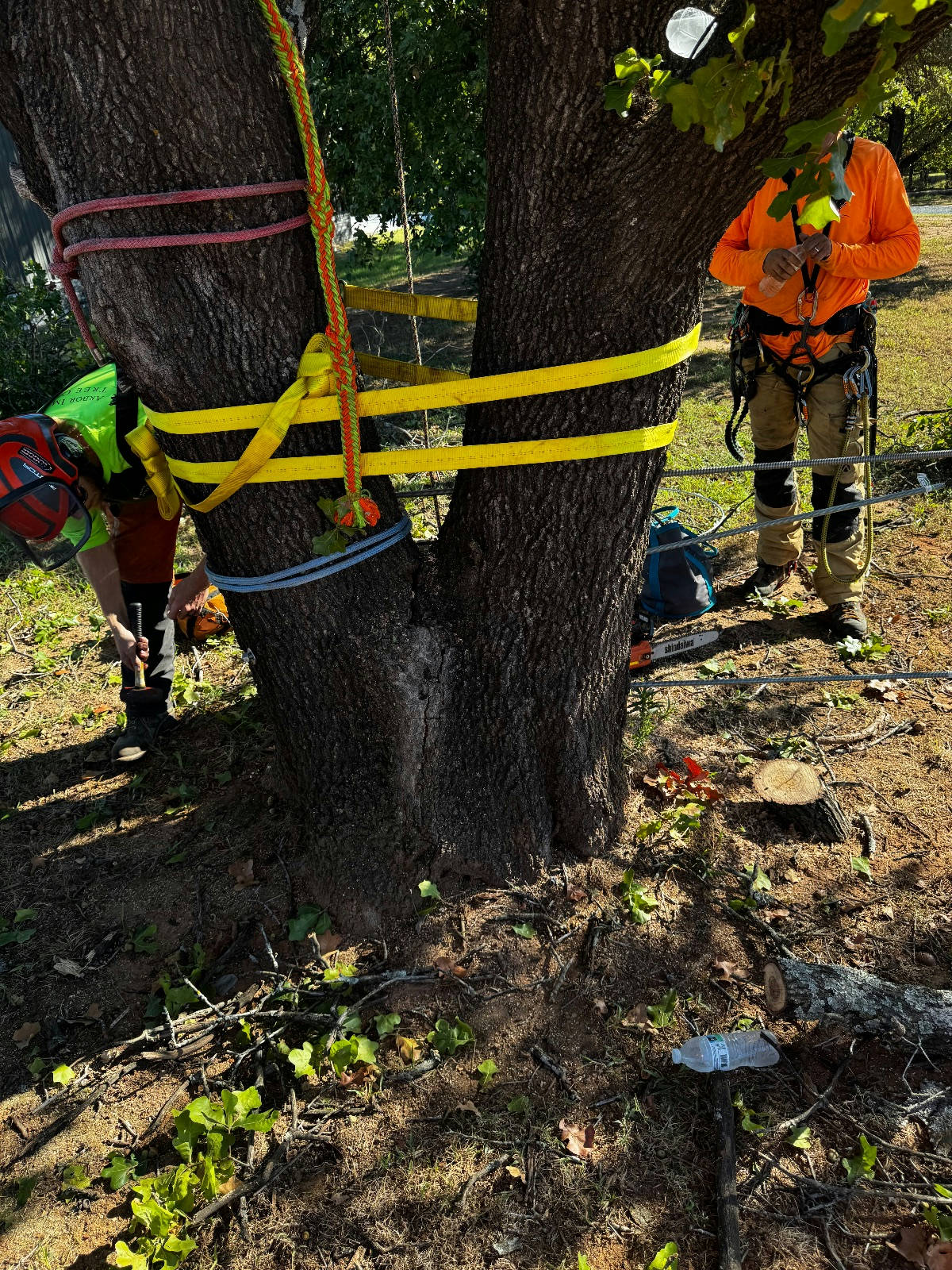 Arborists preparing to install cabling and bracing hardware on a blackjack oak — Tree health in Meeker, OK by Arbor Image Tree Care