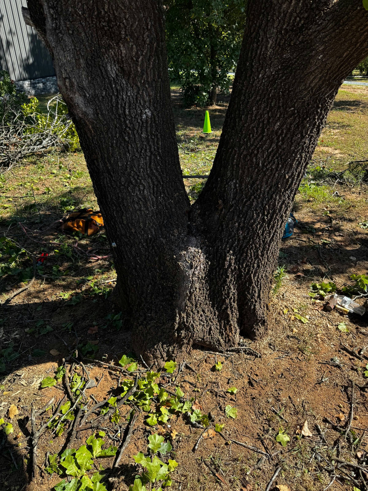 Stabilized blackjack oak trunk after cabling and bracing installation — Tree health in Meeker, OK by Arbor Image Tree Care