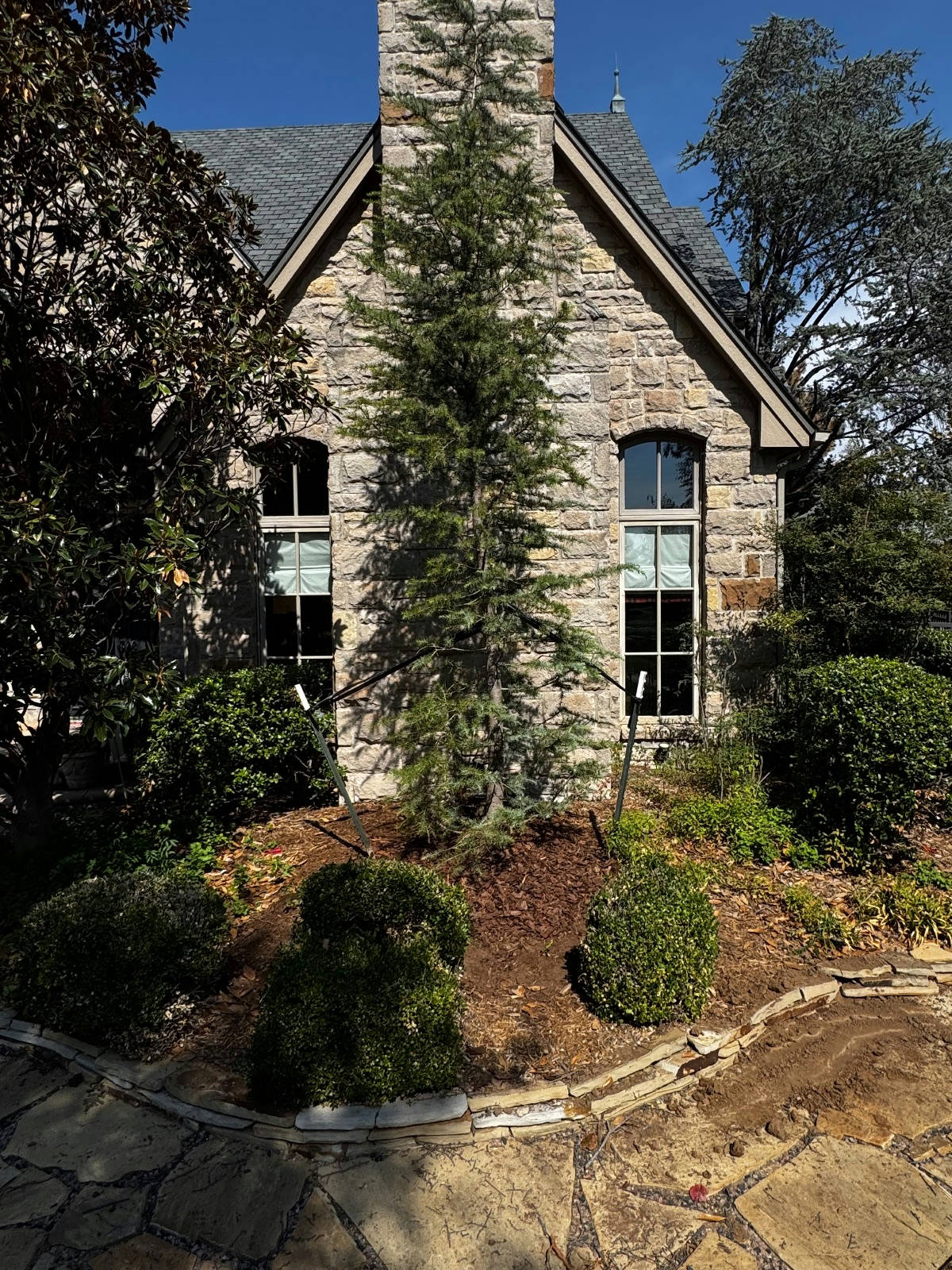 Newly planted 12-foot Blue Deodar tree in front of a stone house in Oklahoma City, OK by Arbor Image Tree Care