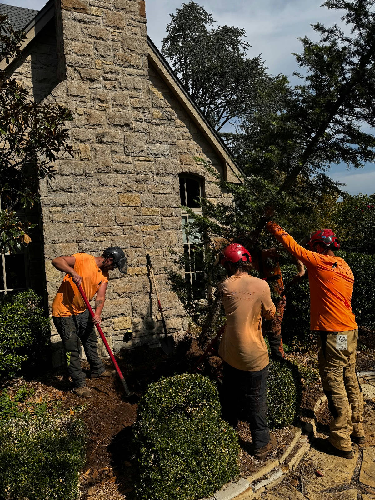 Arbor Image Tree Care crew members planting a 12-foot Blue Deodar tree in Oklahoma City, OK