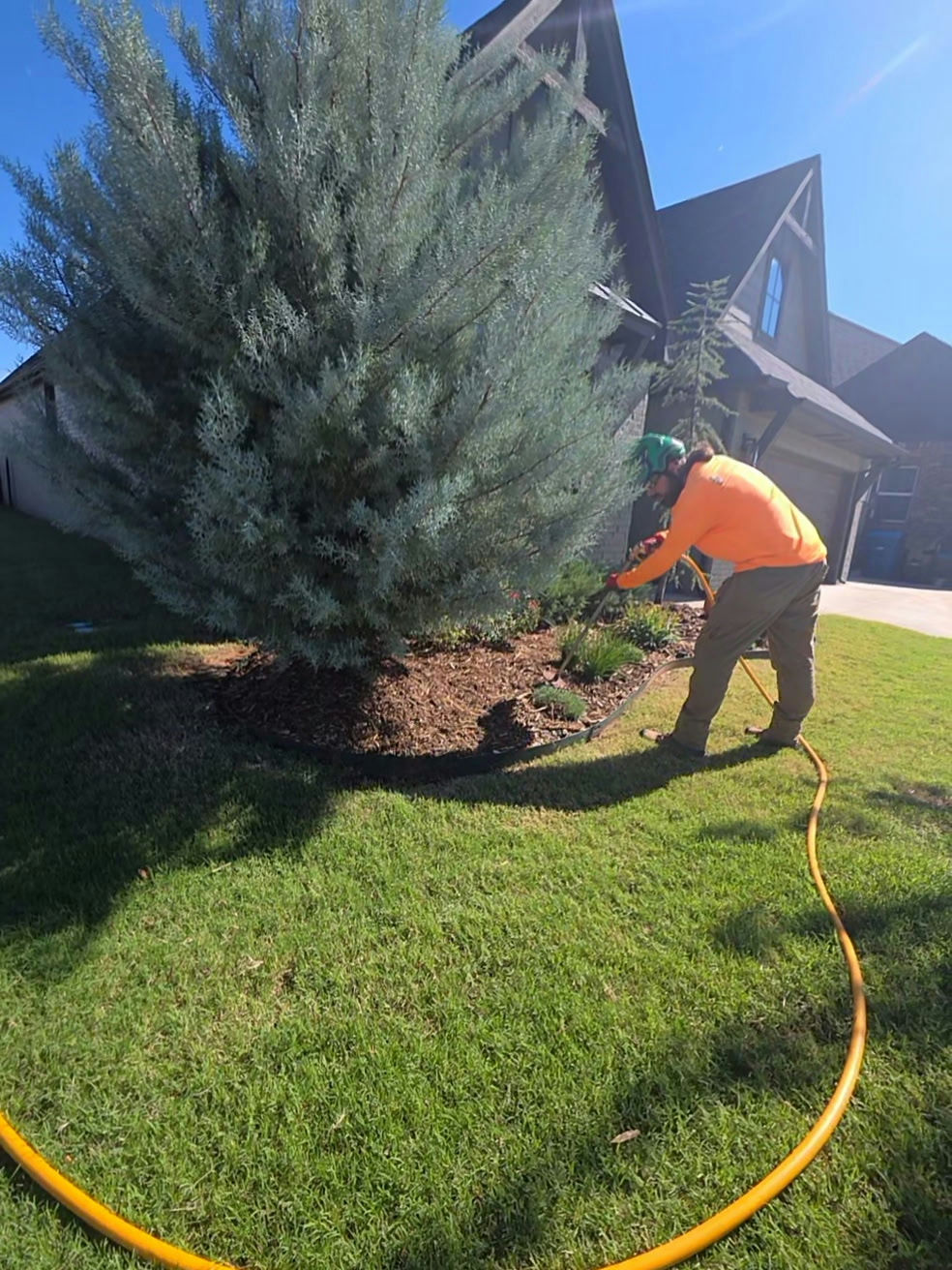 Arborist performing deep root feeding on an Arizona cypress — tree health in Edmond, OK by Arbor Image Tree Care