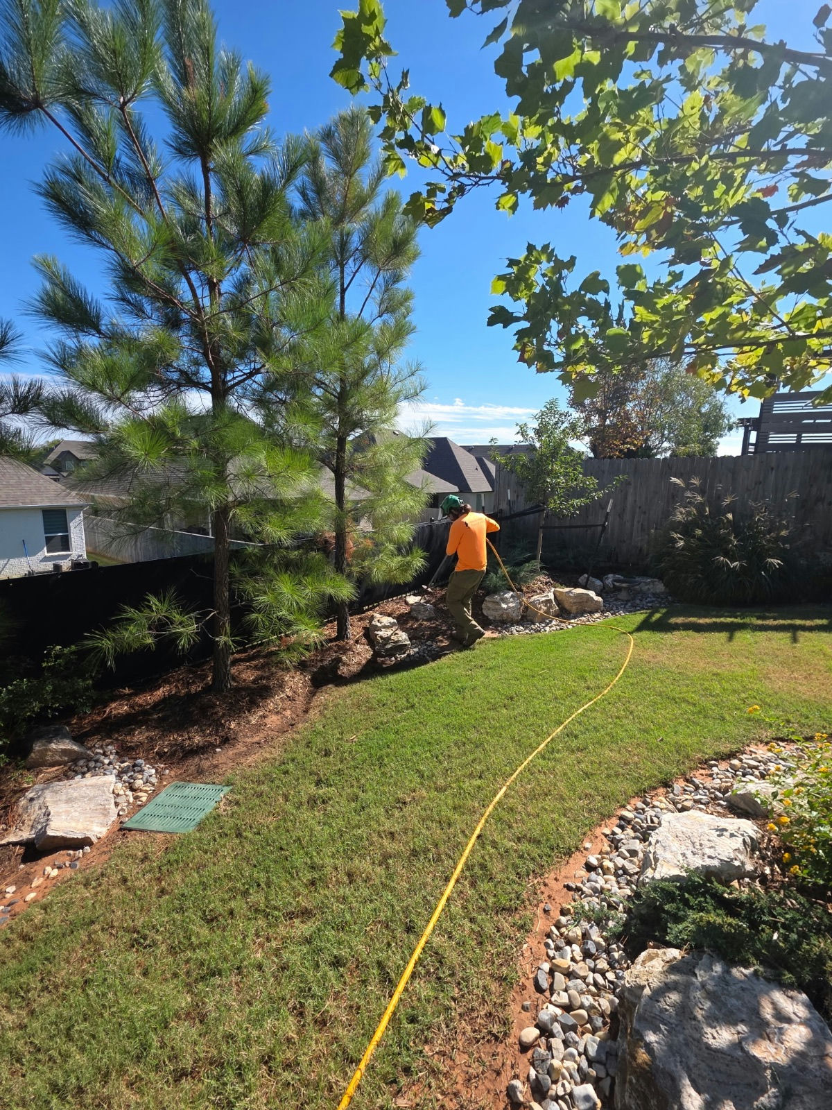 Deep root feeding landscape pines and shrubs along a fence line — tree health in Edmond, OK by Arbor Image Tree Care