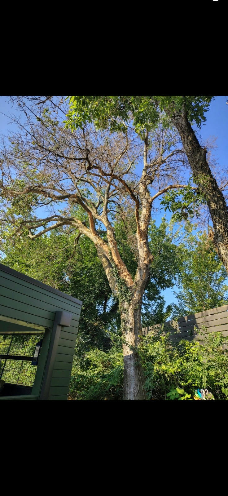 Large, diseased American elm tree showing canopy dieback next to a house — tree removal in Nichols Hills, OK by Arbor Image Tree Care