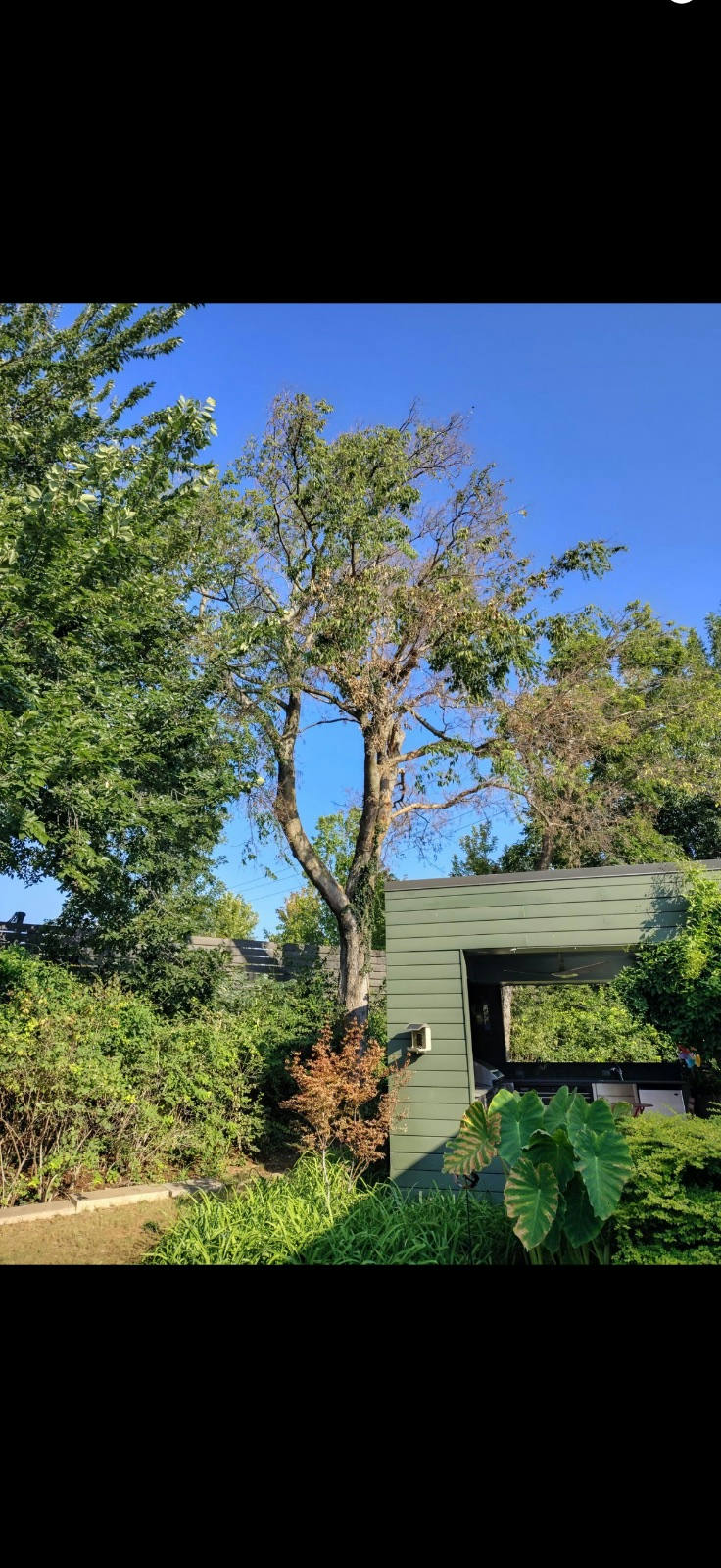 View of a diseased American elm tree with extensive dead branches near a residential structure — tree removal in Nichols Hills, OK by Arbor Image Tree Care