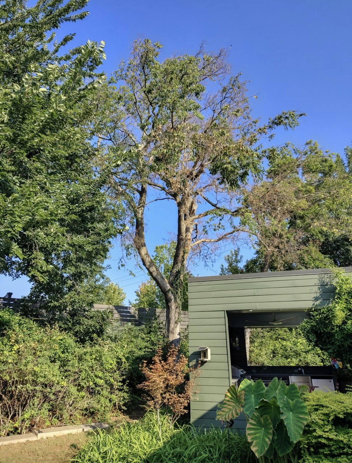 Another angle of the large, diseased American elm tree next to the house before removal — tree removal in Nichols Hills, OK by Arbor Image Tree Care