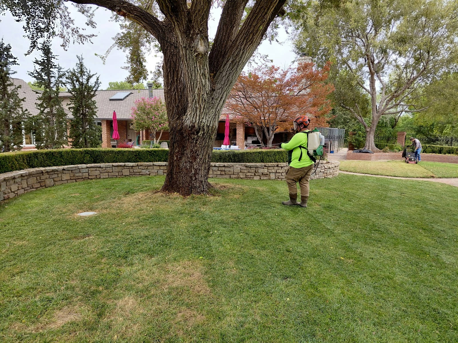 Arborist treating an Elm tree for pests in an Oklahoma City residential property by Arbor Image Tree Care