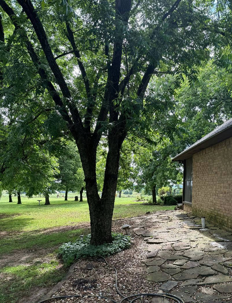 Elm tree close to a house foundation with a flagstone path — tree removal in Guthrie, OK by Arbor Image Tree Care