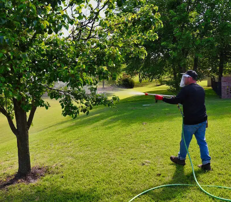 Why Choose Arbor Image? Expert Tree Services in Oklahoma
