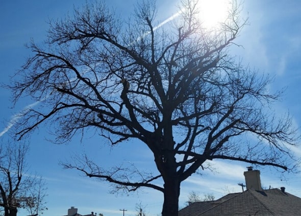 Tree-Service-Moore-OK