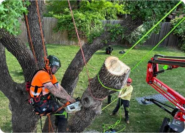 Tree-Service-Yukon-OK