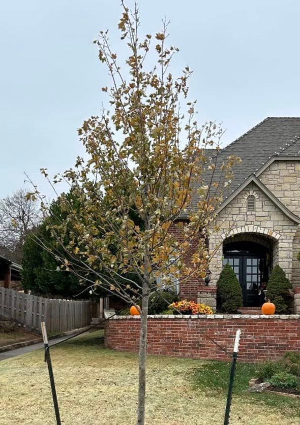 Tree-Care-in-Norman-OK