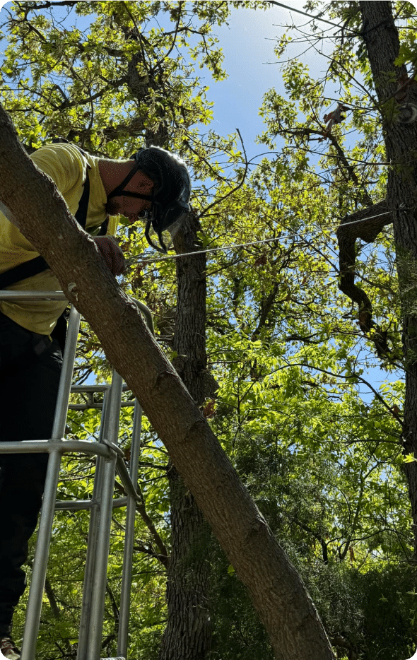 Tree-Service-Newcastle