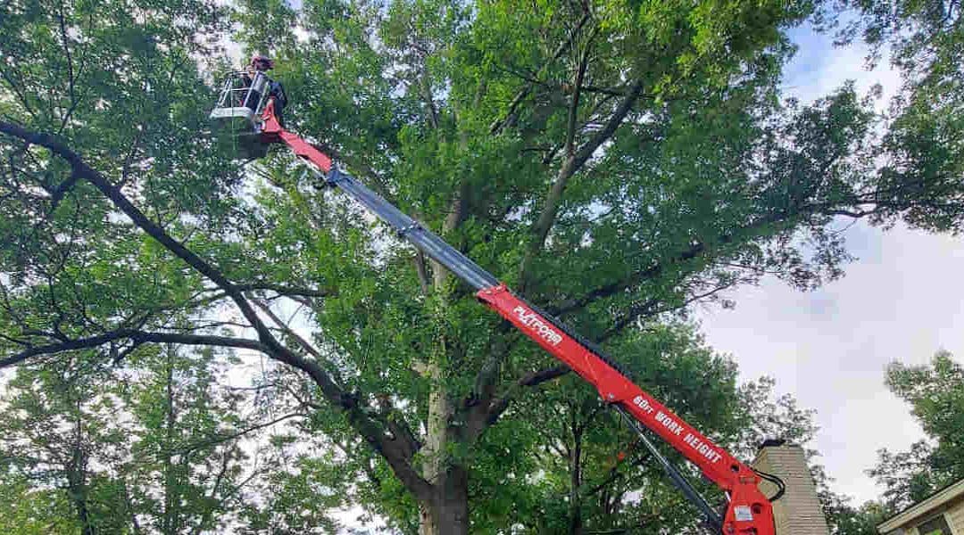 How To Trim a Tree Without Killing It in Yukon, OK