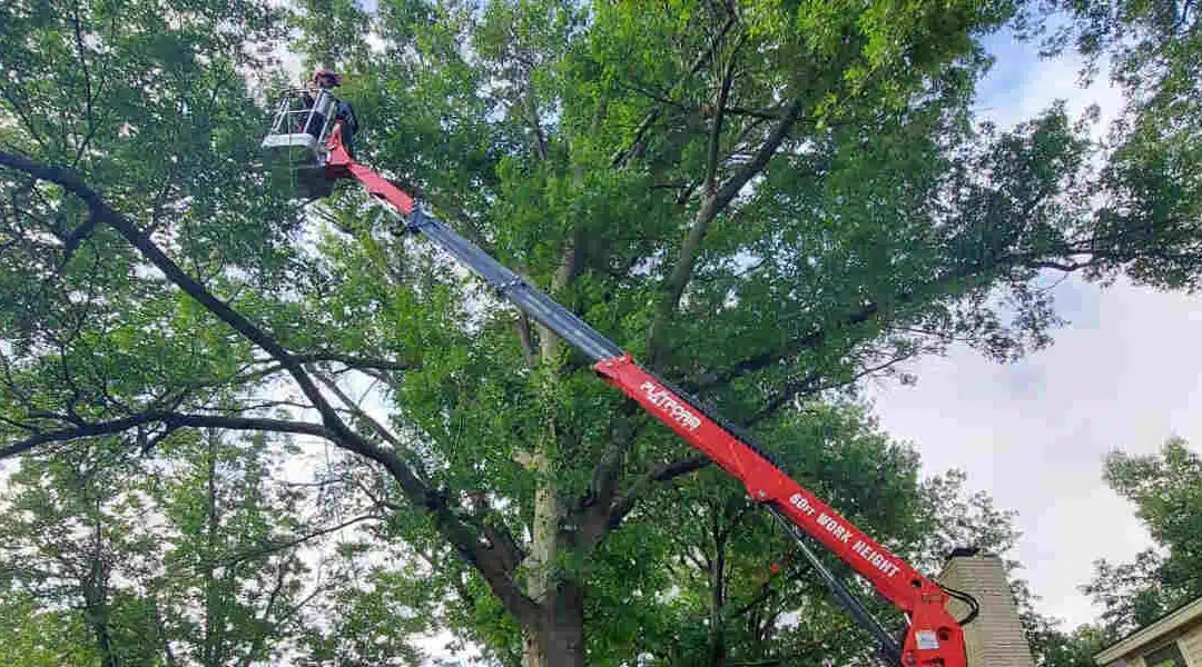 How to Trim a Tree Without Killing It in Yukon, OK