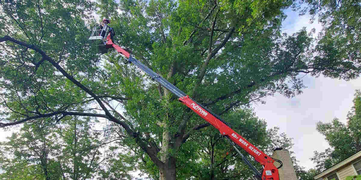 how to trim a tree without killing it