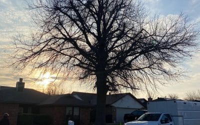 Tree Pruning: Crown Cleaning and End Weight Reduction for the Red Oak Tree ‘Fred’ By Arbor Image Tree Care in Oklahoma City, OK