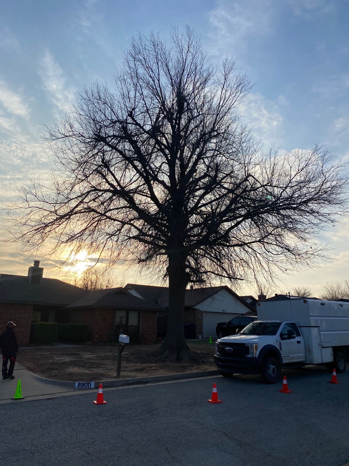 tree pruning crown cleaning and end weight reduction for the red oak tree fred