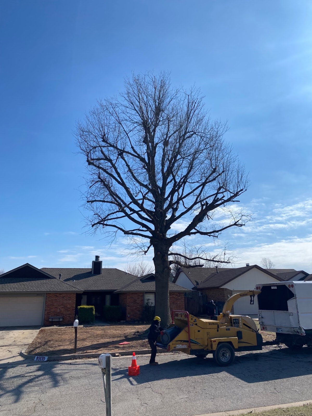 tree pruning crown cleaning and end weight reduction for the red oak tree fred