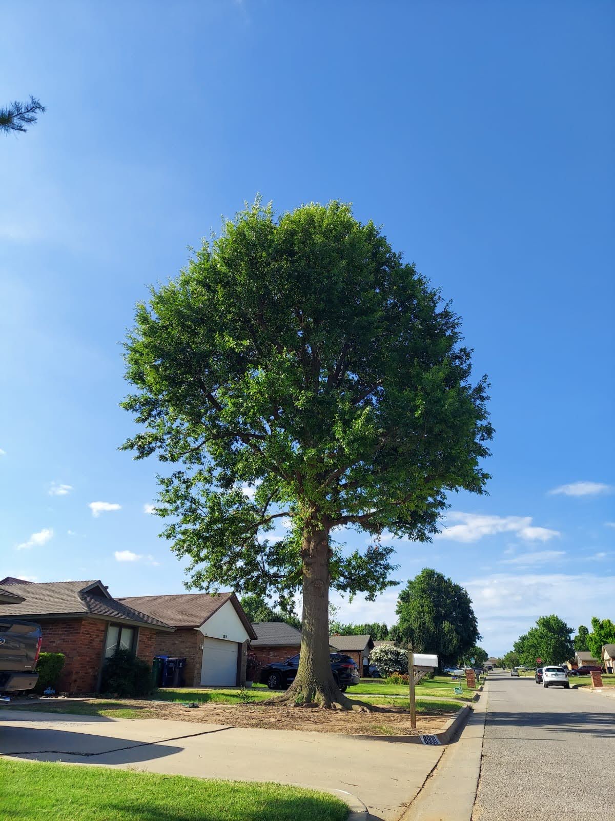 tree pruning crown cleaning and end weight reduction for the red oak tree fred