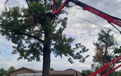 Professional Tree Removal in Oklahoma City, OK: An Arbor Image Tree Care Success Story