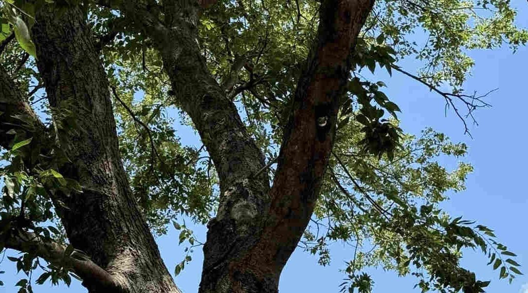 What Causes Large Holes in Tree Trunks in Oklahoma City, OK?