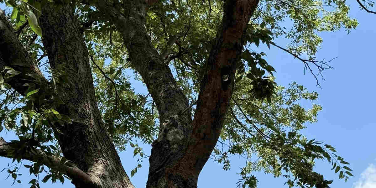 what causes large holes in tree trunks