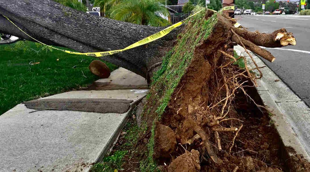 Can a Partially Uprooted Tree be Saved?