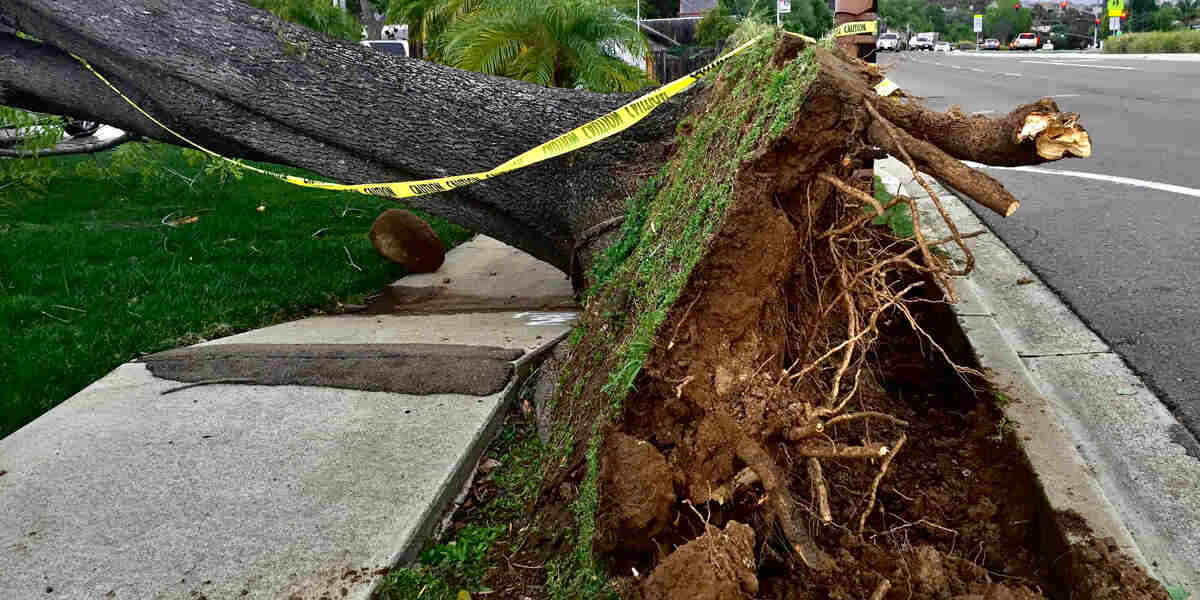 can a partially uprooted tree be saved