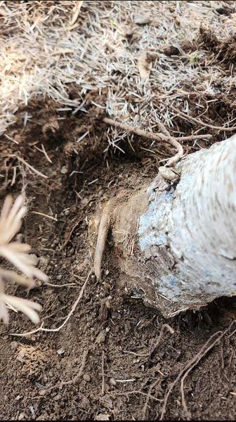 arbor image tree care called to assess tree health in a case of sudden pine tree death in norman oklahoma