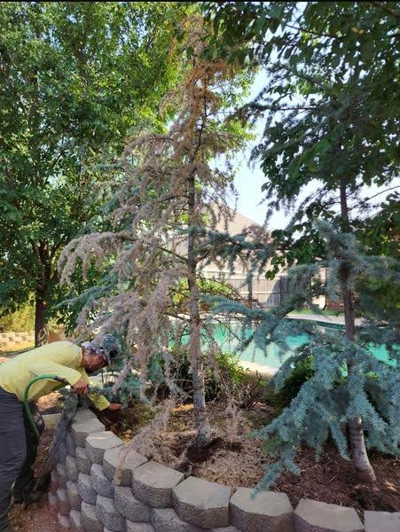 arbor image tree care called to assess tree health in a case of sudden pine tree death in norman oklahoma