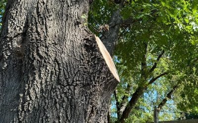 Arbor Image Tree Care Handles Precision Tree Trimming Project in Moore, Oklahoma