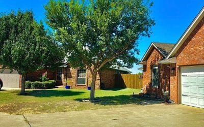 Arbor Image Tree Care Prunes Lacebark Elm in Oklahoma City, OK