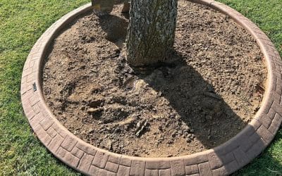 How Arbor Image Boosts Tree Healthcare in Moore, OK: A Case Study